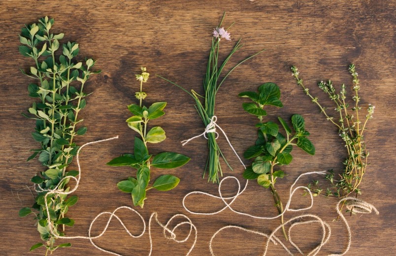 Plantas medicinales de montaña